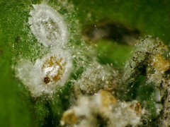 Aleurothrixus floccosus