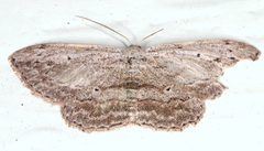 Scopula desita