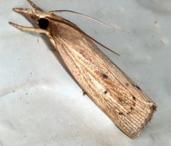 Calamotropha