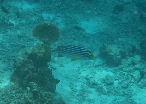 Plectorhinchus vittatus