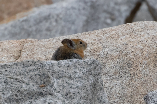 Large-eared Pika