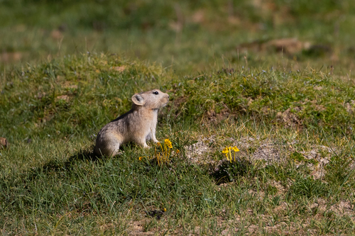 Ladak Pika
