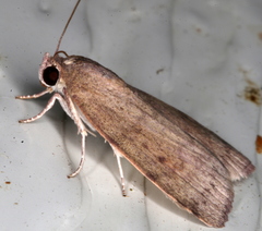 Austrocarea iocephala