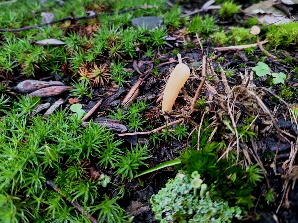 Clavaria argillacea
