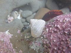 Calliostoma
