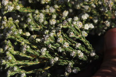 Phylica parviflora
