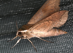 Theretra indistincta