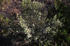 Phylica parviflora