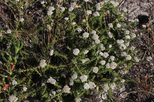 Image of Metalasia pulchella by (c) Tony Rebelo, some rights reserved (CC BY-SA)
