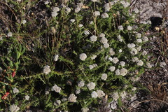 Metalasia pulchella