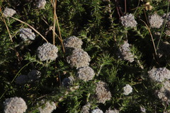 Metalasia pulchella