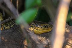Eunectes notaeus
