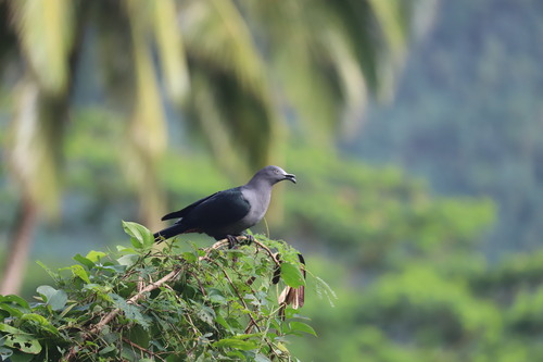 Ducula galeata observed 2025-05-28