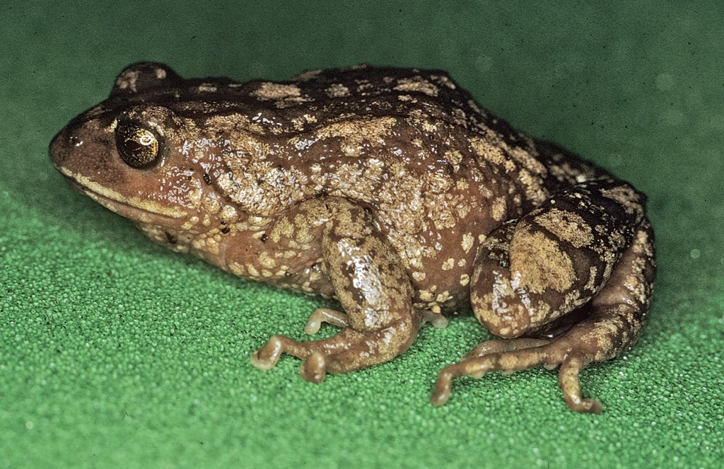 San Vicente Robber Frog