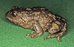 San Vicente Robber Frog photo 1