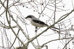 Lanius ludovicianus