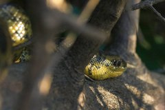 Eunectes notaeus