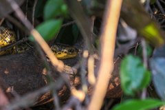 Eunectes notaeus