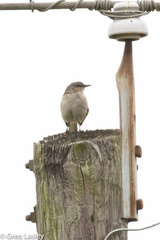 Mimus polyglottos