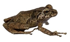 Hampatusami Robber Frog photo 2