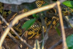 Eunectes notaeus