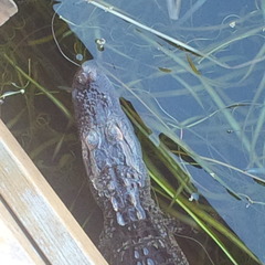 Alligator mississippiensis