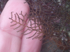 Abietinaria