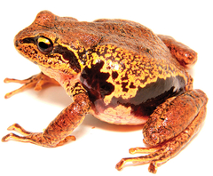 Thickskin Robber Frog photo 4