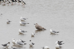 Larus argentatus