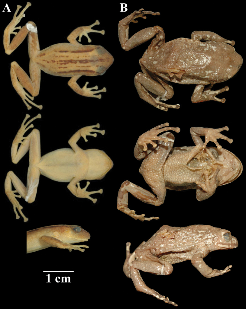 Despax's Robber Frog