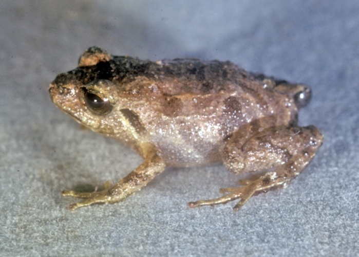 Mountain Crest Robber Frog