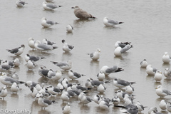 Leucophaeus atricilla