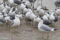 Larus delawarensis