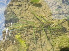Potamogeton zosteriformis