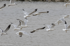 Larus delawarensis