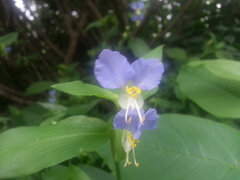 Commelina communis communis