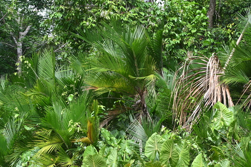 Bactris major