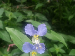 Commelina communis communis