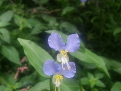 Commelina communis communis
