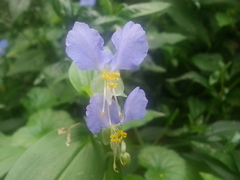 Commelina communis communis