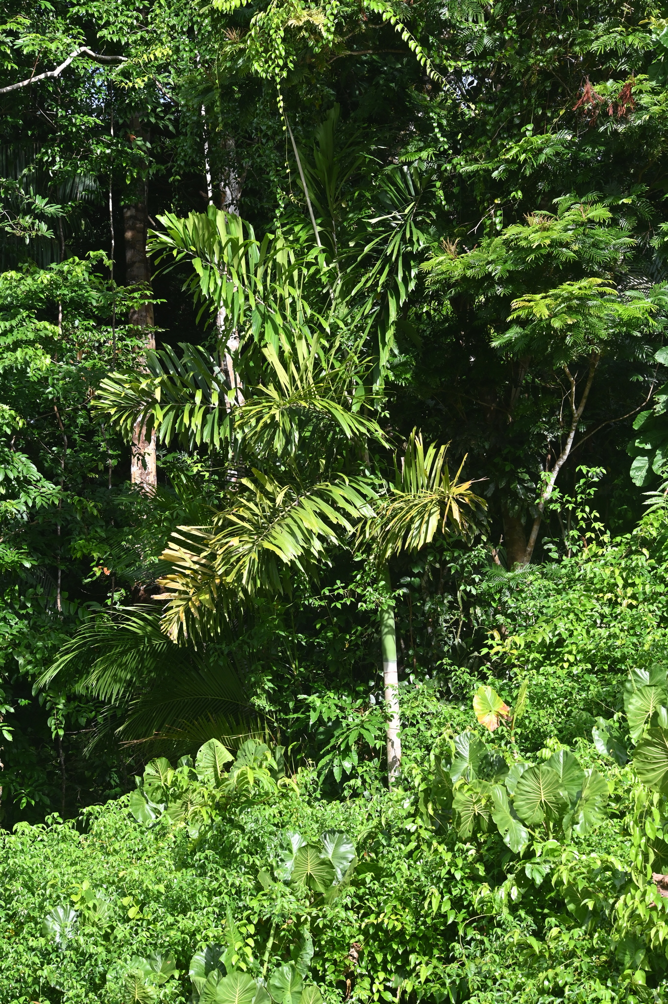 Socratea exorrhiza