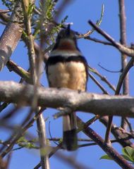 Hypnelus ruficollis