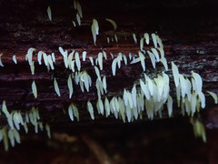 Mucronella fusiformis