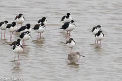 Himantopus mexicanus