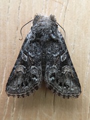 Lacinipolia acutipennis