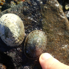 Testudinalia testudinalis