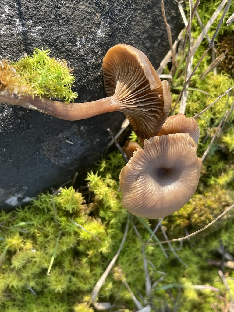 Clitocybe barbularum · December 2025 · photo: © edonardo (iNaturalist, cc-by)