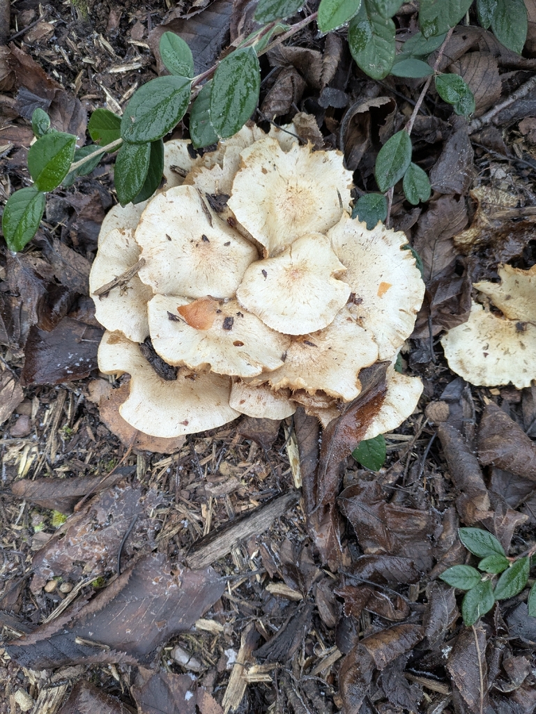 Pholiota gummosa · December 2025 · photo: © sebastien237 (iNaturalist, cc-by)