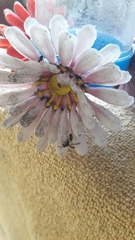 Polybia occidentalis