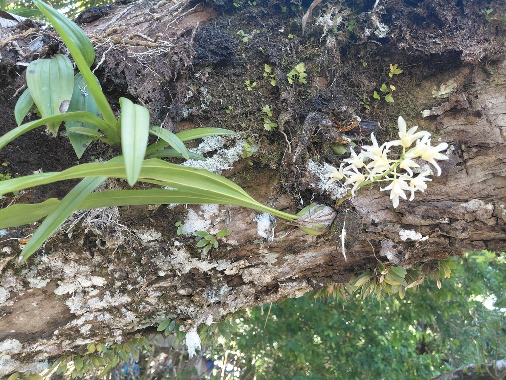 Xylobium sulfurinum